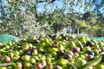 Avviso pubblico per la raccolta delle olive prodotte dagli ulivi situati in aree pubbliche comunali